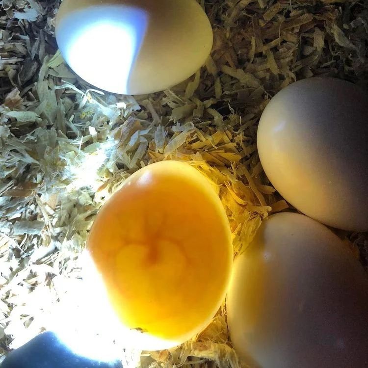 Fertile Parrot Eggs For Sale In Bulk - Image 3