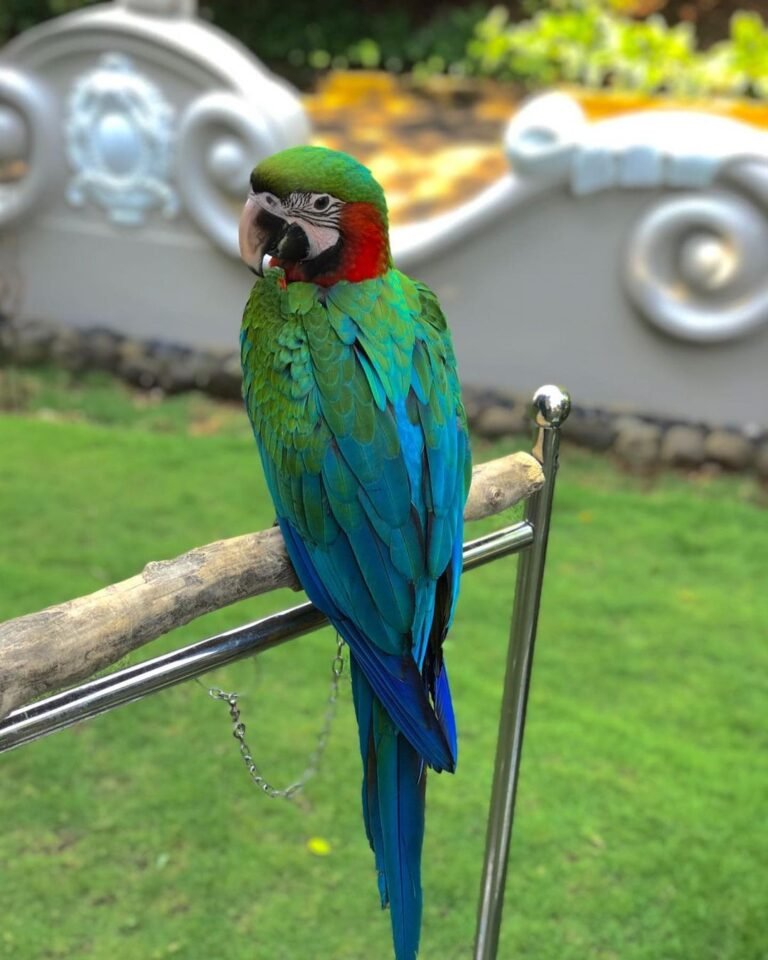Mindy - Image 2