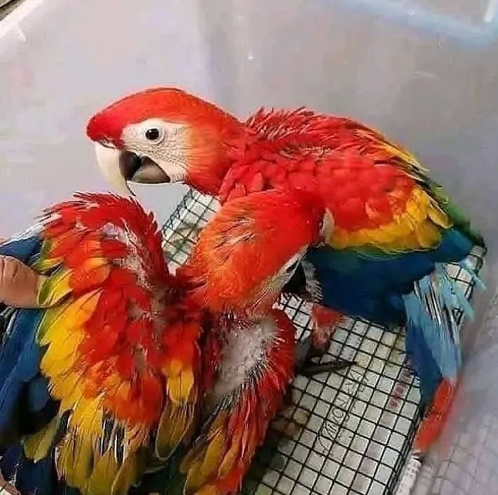 Scarlet Macaw Chicks – ready soon - Image 2