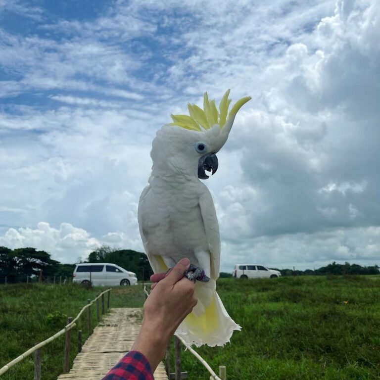 Coco - Image 3