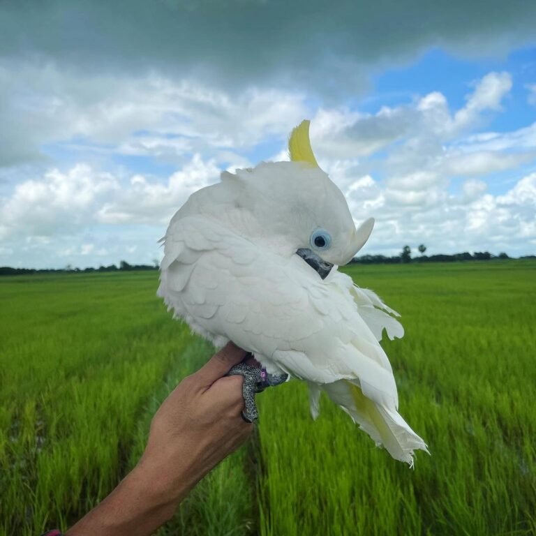 Coco - Image 2