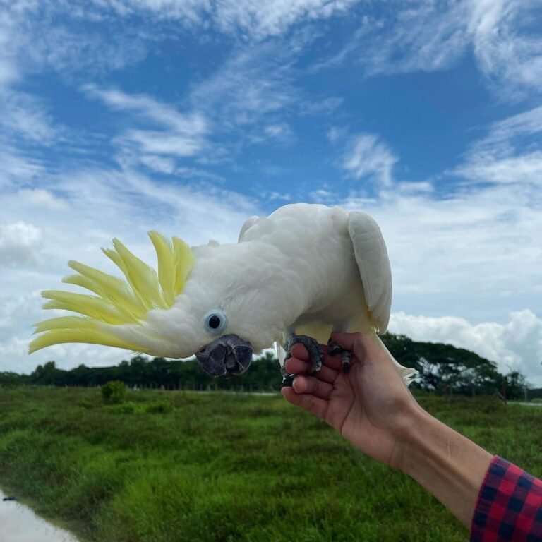 Coco - Image 4