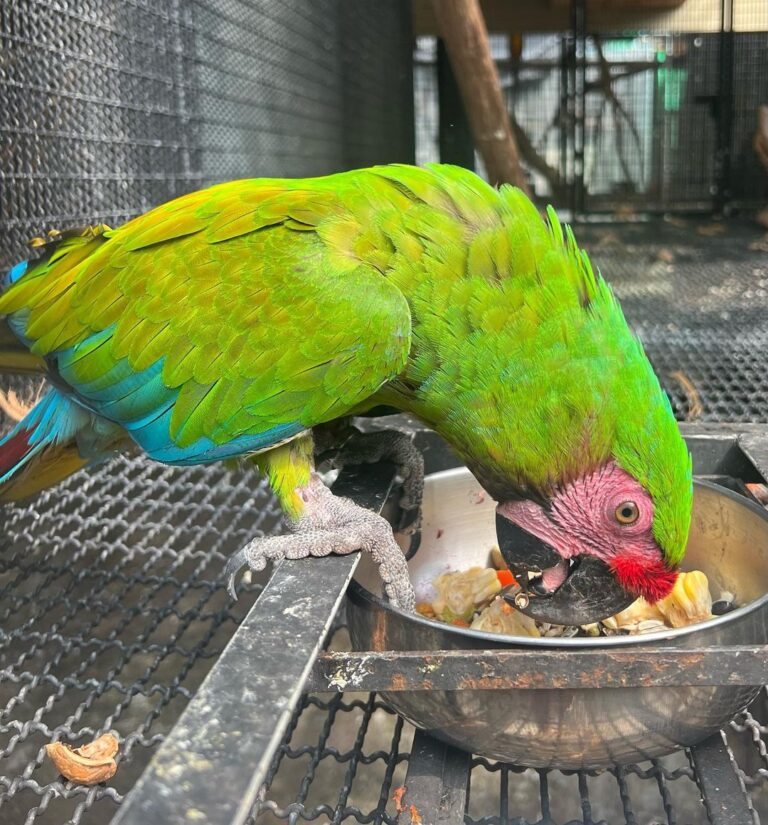 Male Military Macaw - Image 3
