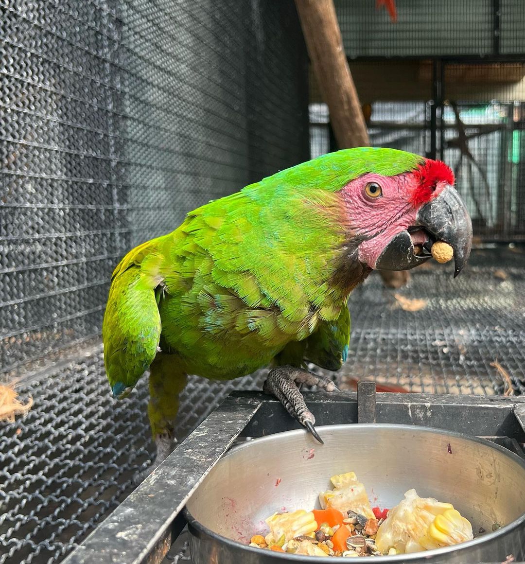 Male Military Macaw - Image 2