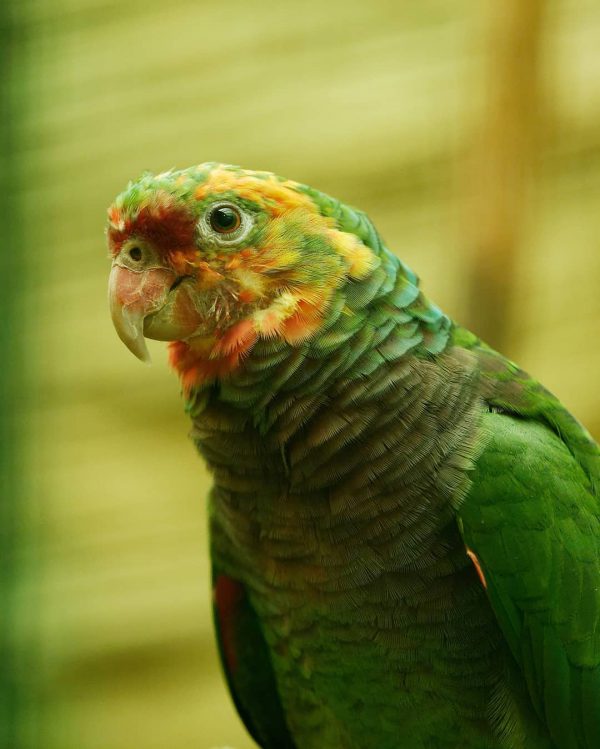 Toby - Image 2