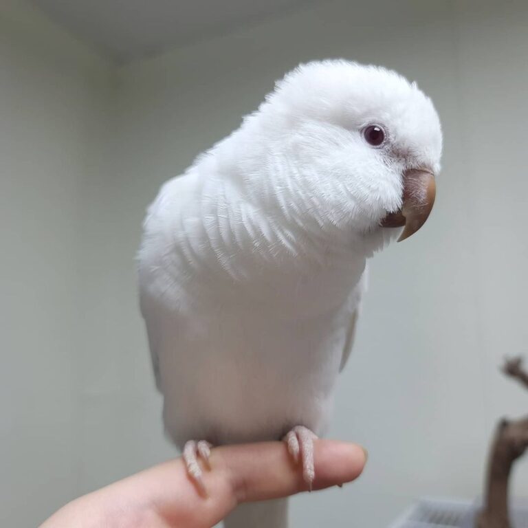 Shrek - Image 2
