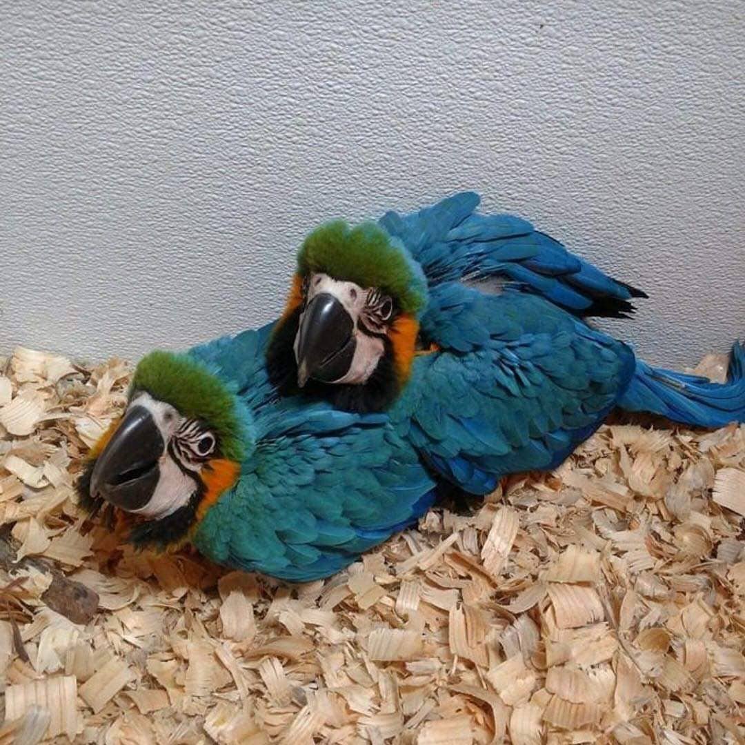 Fertile Parrot Eggs For Sale In Bulk - Image 2