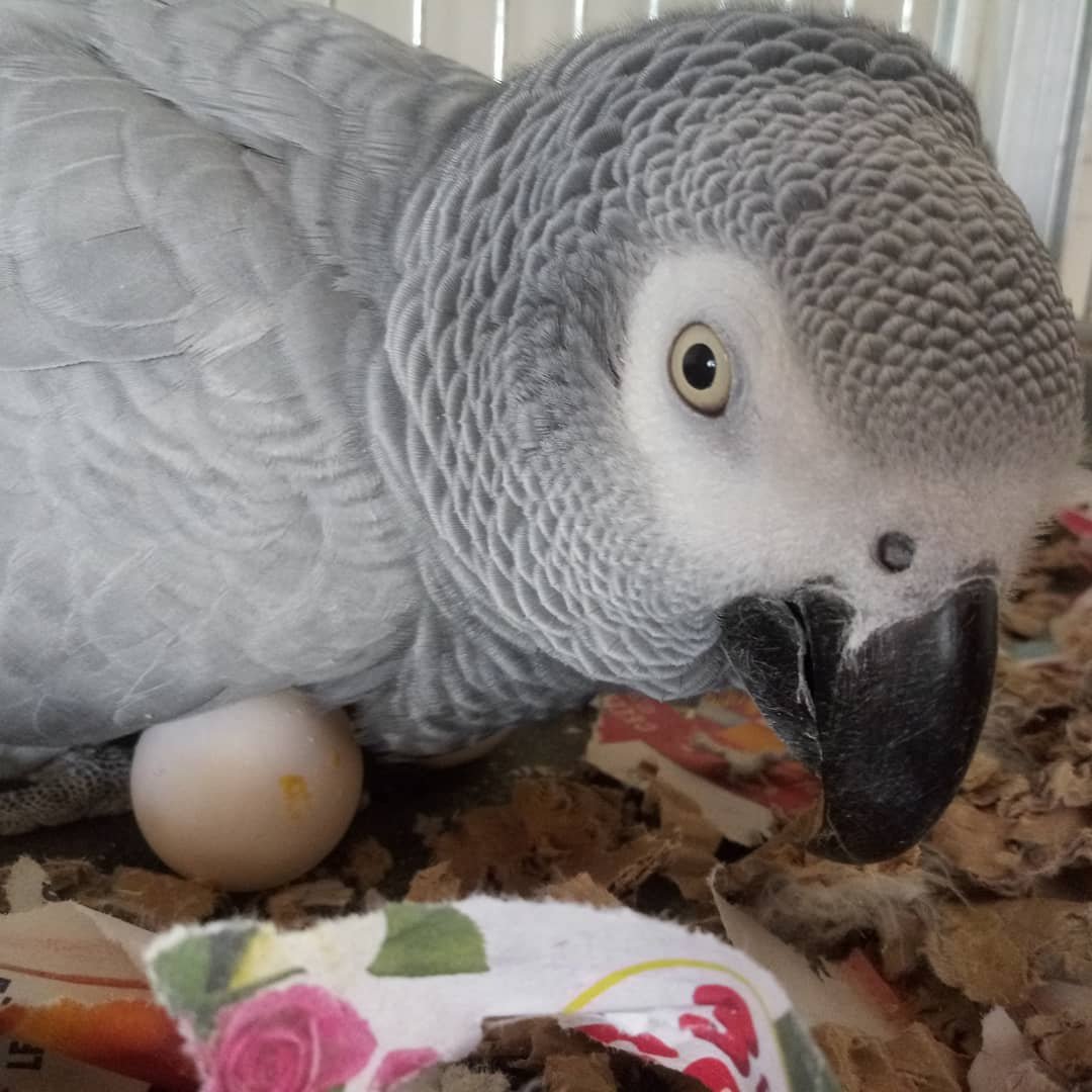 Fertile Parrot Eggs For Sale In Bulk - Image 4