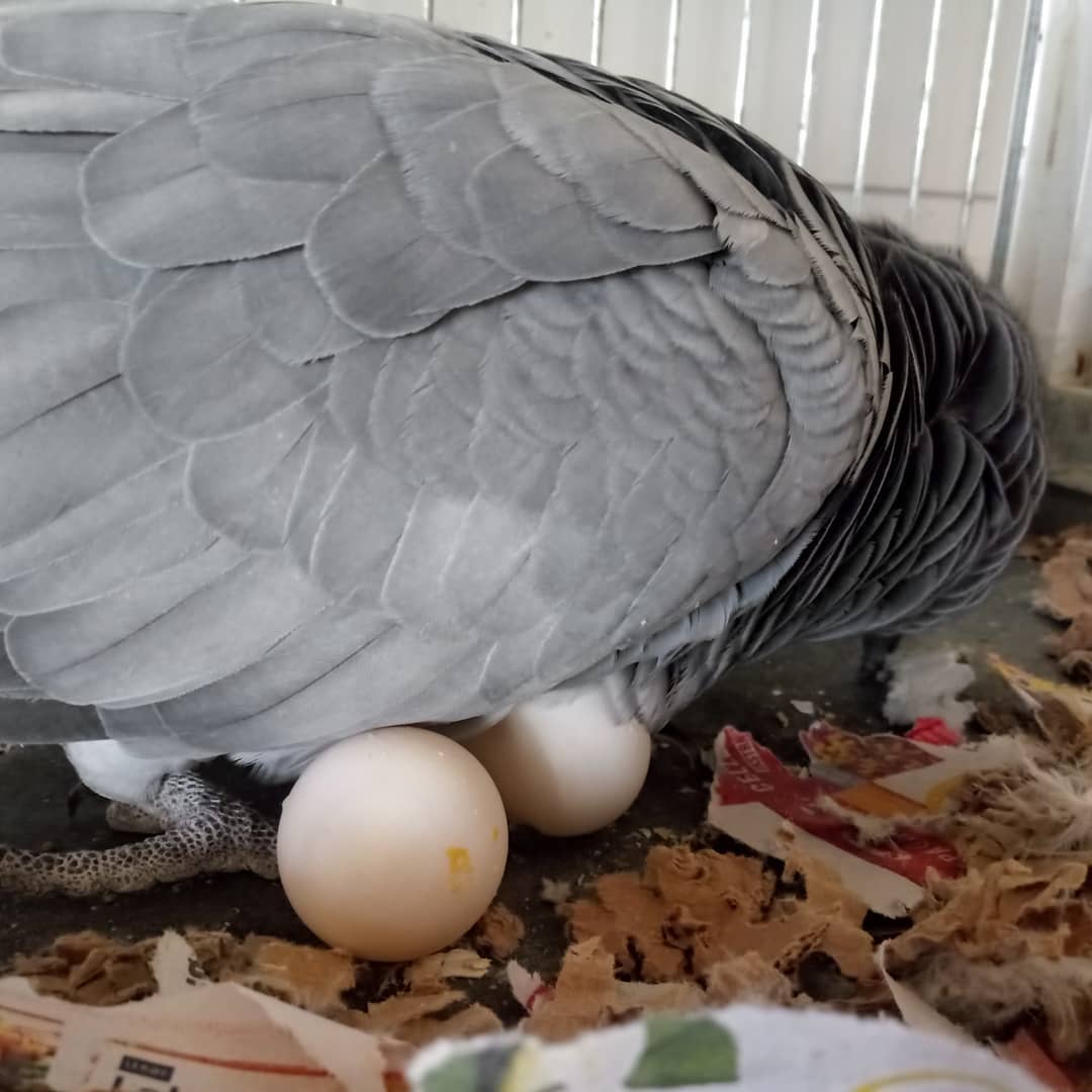 Fertile Parrot Eggs For Sale In Bulk - Image 5