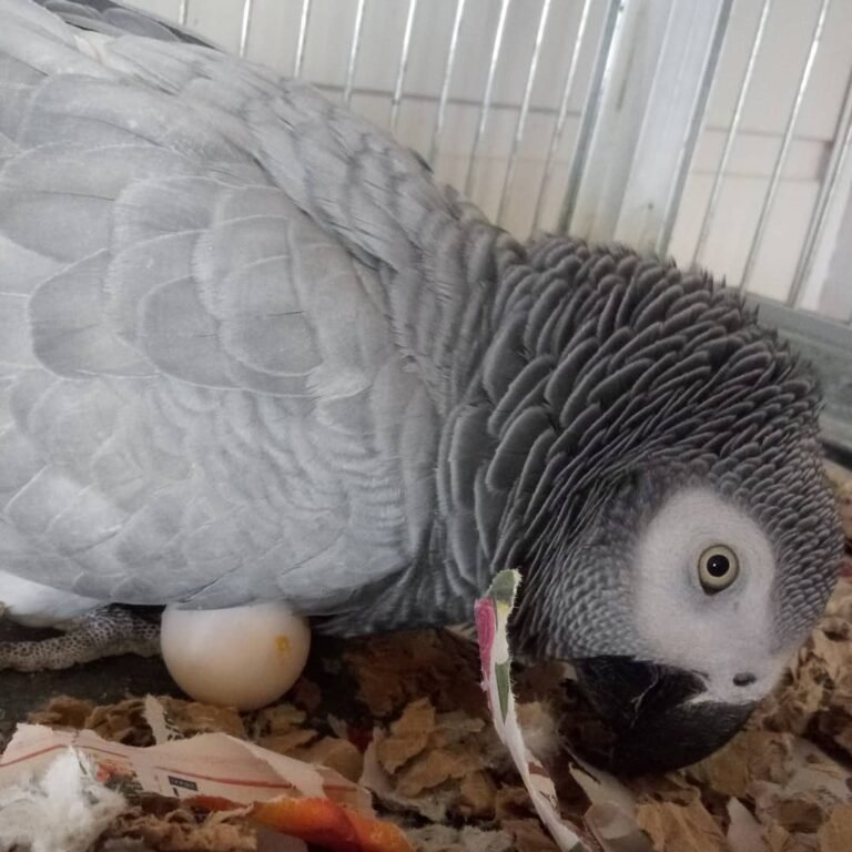 Fertile Parrot Eggs For Sale In Bulk - Image 6