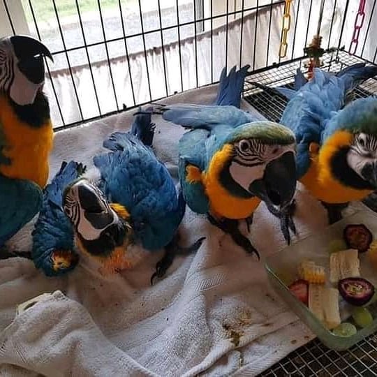 Baby’s blue and gold macaws - Image 4