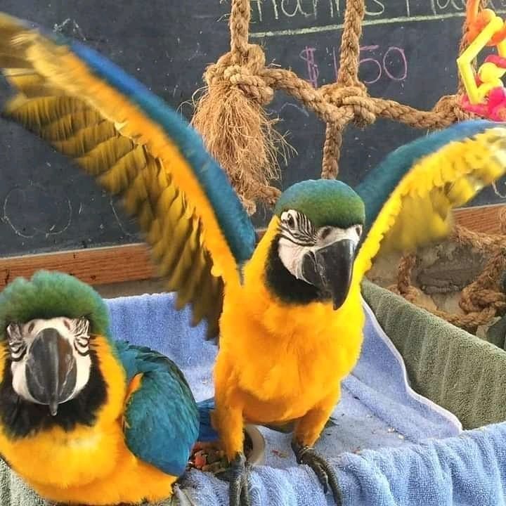 Baby’s blue and gold macaws - Image 2