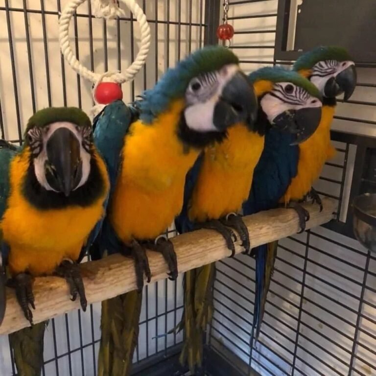 Baby’s blue and gold macaws - Image 3