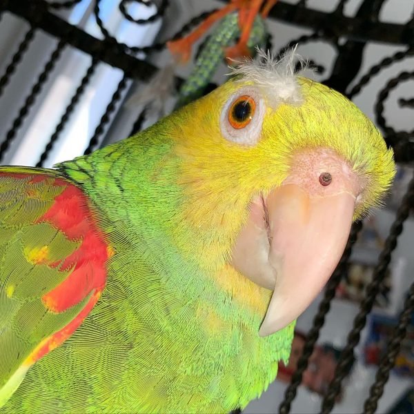 Lois - Image 2