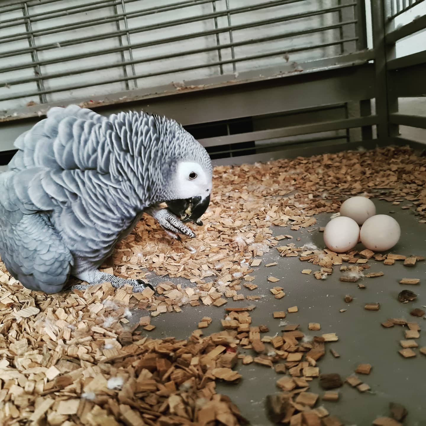 Fertile Parrot Eggs For Sale In Bulk - Image 7