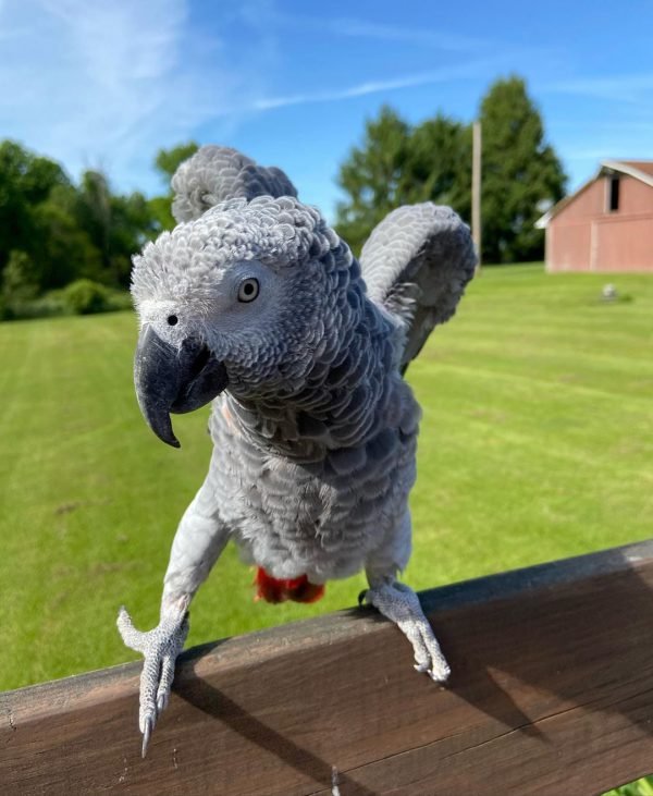 Alfie - Image 4