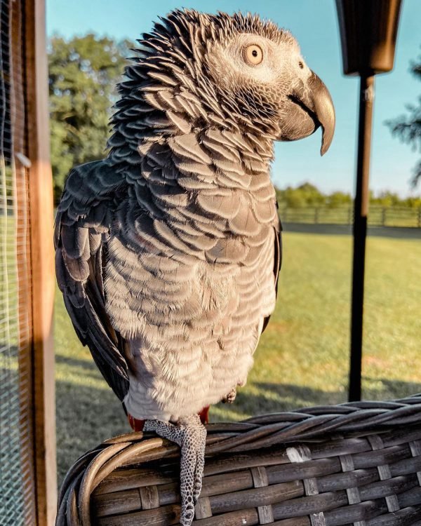 Alfie - Image 2