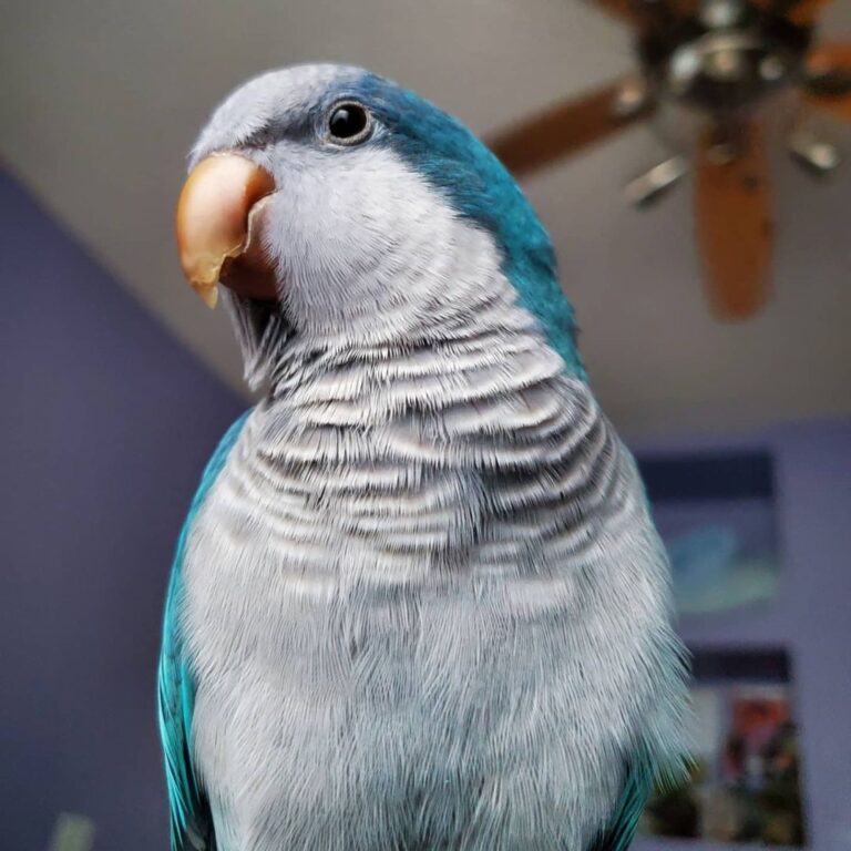 Dusty - Image 2